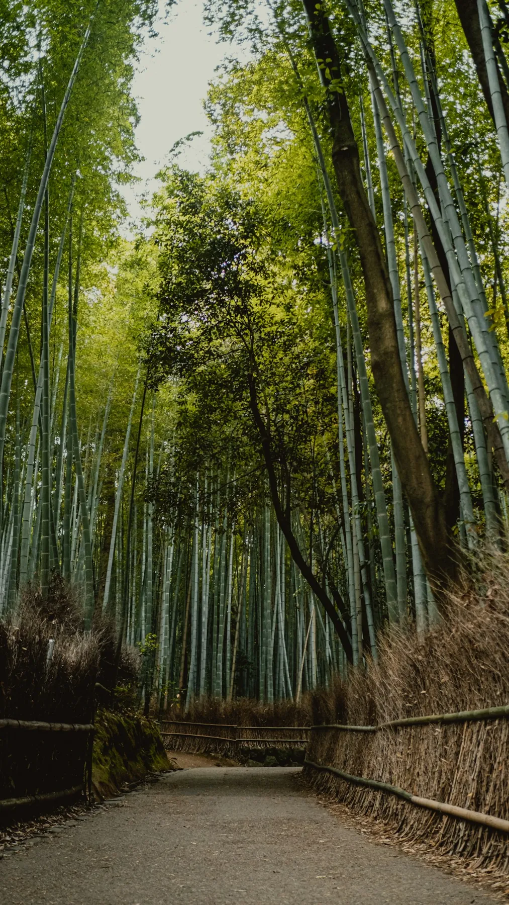 Soft light on a winding path through green bamboo