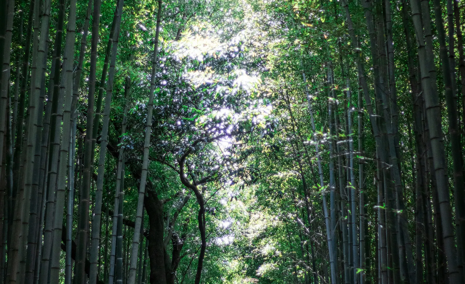 A quiet path beneath a canopy of Japanese bamboo